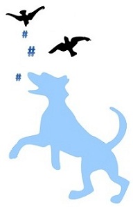 Dog chasing hashtags dropped by birds