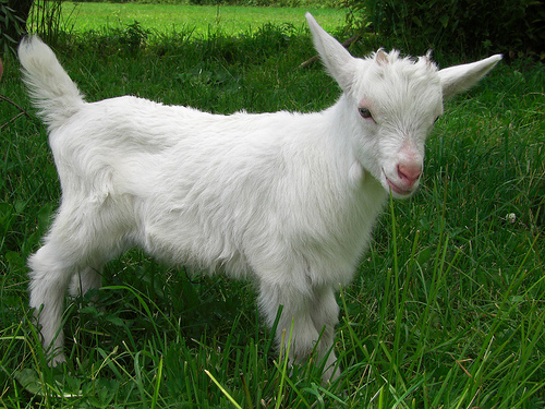 Skip or keep? Goat in spring