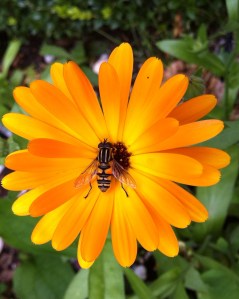 Visitors and commenters: to automate - or not?