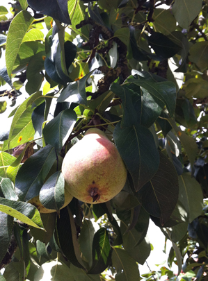 Garden management and content management results