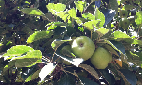 Content harvest: apples