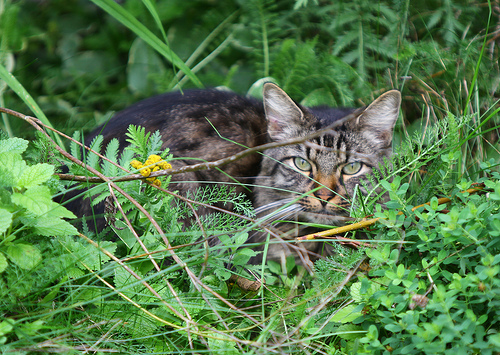 Is a cat useful content for your garden?