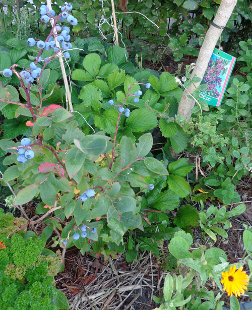 Blueberry with strawberry plants and parsley