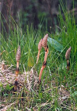 Gardening projects with field horsetail