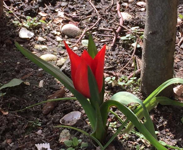 Tulip under the hedge: early on