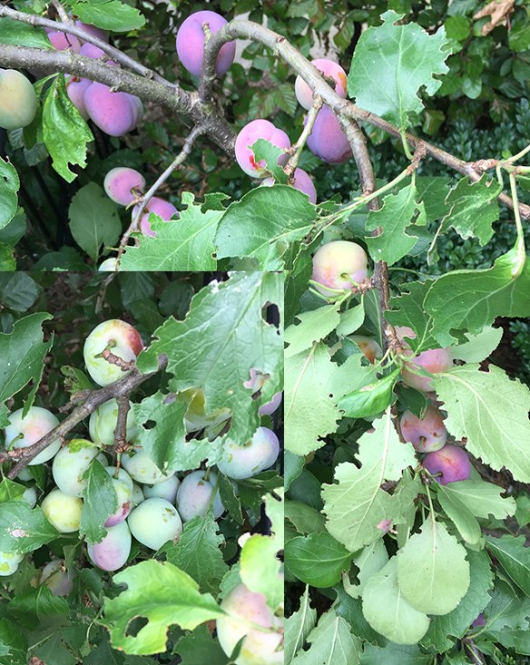 plums on branches bending